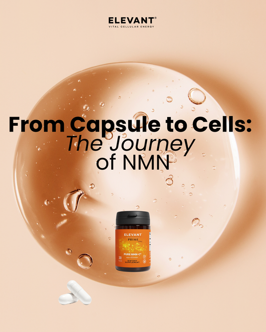 From Capsule to Cells: The Journey of NMN